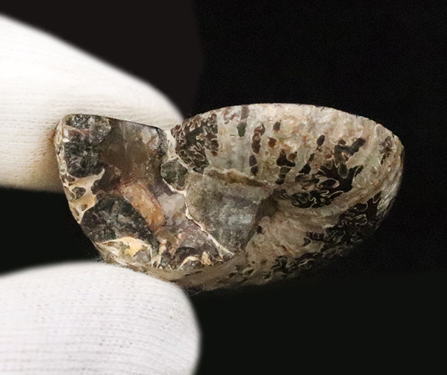 ベアボー層からの珍品……希少なアンモナイト「クリオスカフィテス（Clioscaphites）」のハーフカット標本（その5）