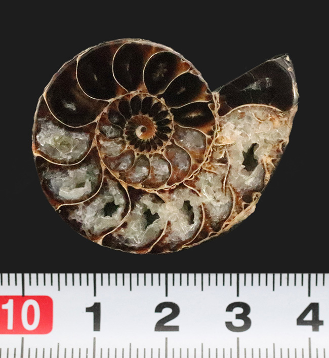 ベアボー層からの珍品……希少なアンモナイト「クリオスカフィテス（Clioscaphites）」のハーフカット標本（その6）