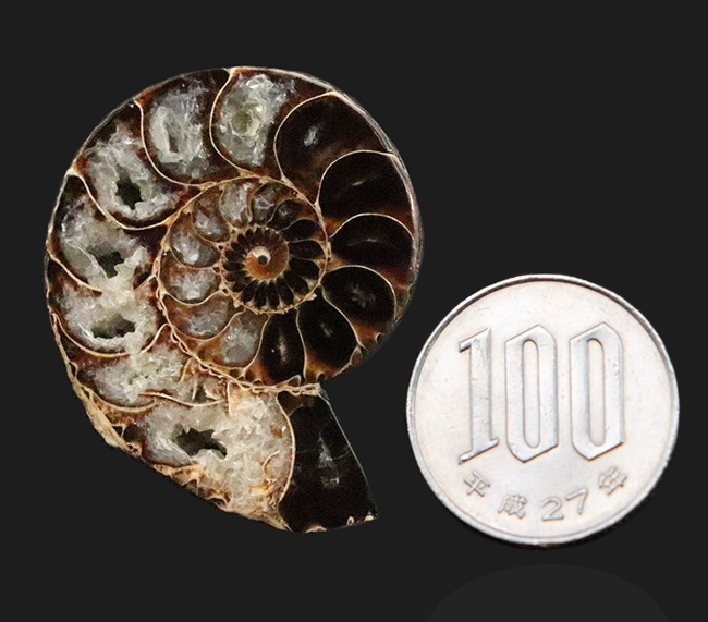 ベアボー層からの珍品……希少なアンモナイト「クリオスカフィテス（Clioscaphites）」のハーフカット標本（その7）