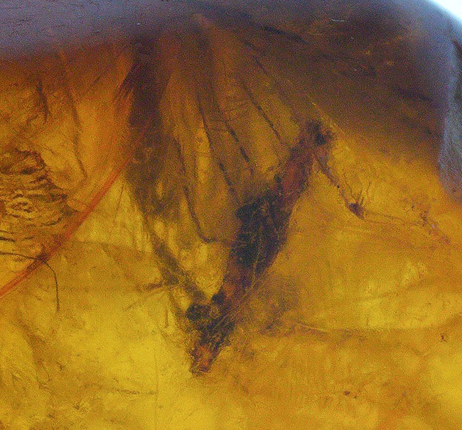 珍しいドイツ産! 世界で最も知られた琥珀…バルティック・アンバー(Baltic Amber)(その1)