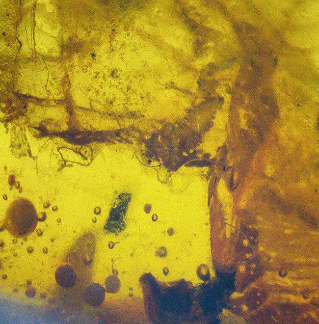 珍しいドイツ産! 世界で最も知られた琥珀…バルティック・アンバー(Baltic Amber)(その2)