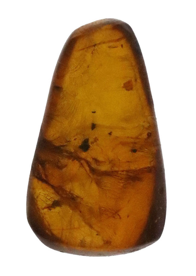 珍しいドイツ産! 世界で最も知られた琥珀…バルティック・アンバー(Baltic Amber)(その3)