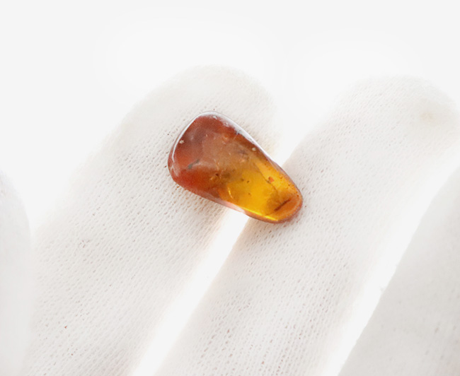 珍しいドイツ産! 世界で最も知られた琥珀…バルティック・アンバー(Baltic Amber)(その4)