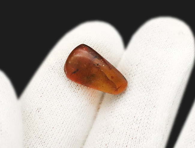 珍しいドイツ産! 世界で最も知られた琥珀…バルティック・アンバー(Baltic Amber)(その5)