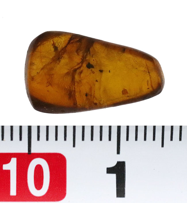 珍しいドイツ産! 世界で最も知られた琥珀…バルティック・アンバー(Baltic Amber)(その6)