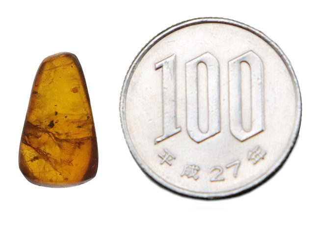 珍しいドイツ産! 世界で最も知られた琥珀…バルティック・アンバー(Baltic Amber)(その7)