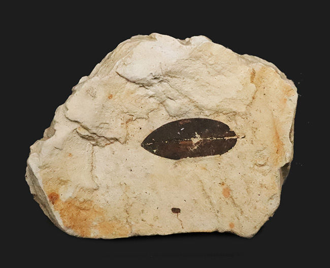 岩手県雫石町・用ノ沢産……炭素化した黒褐色の葉色が美しい、被子植物（クスノキ科の可能性をもつ）木の葉の化石（その1）