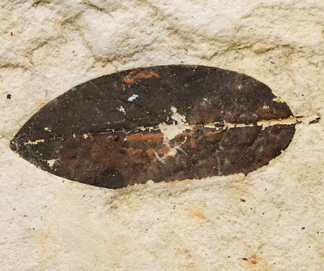 岩手県雫石町・用ノ沢産……炭素化した黒褐色の葉色が美しい、被子植物（クスノキ科の可能性をもつ）木の葉の化石（その2）