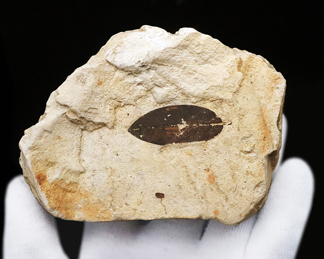 岩手県雫石町・用ノ沢産……炭素化した黒褐色の葉色が美しい、被子植物（クスノキ科の可能性をもつ）木の葉の化石（その3）