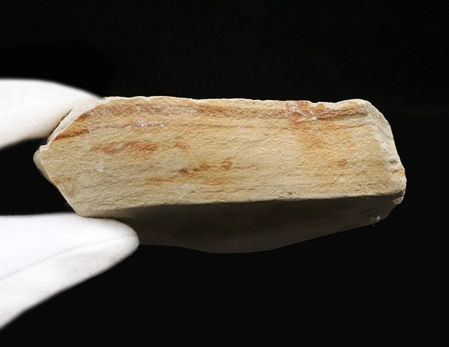 岩手県雫石町・用ノ沢産……炭素化した黒褐色の葉色が美しい、被子植物（クスノキ科の可能性をもつ）木の葉の化石（その6）