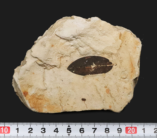 岩手県雫石町・用ノ沢産……炭素化した黒褐色の葉色が美しい、被子植物（クスノキ科の可能性をもつ）木の葉の化石（その7）