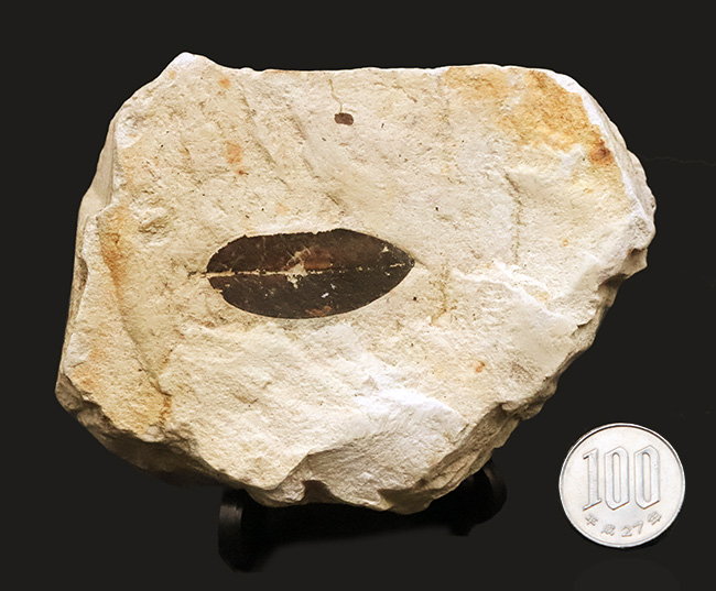 岩手県雫石町・用ノ沢産……炭素化した黒褐色の葉色が美しい、被子植物（クスノキ科の可能性をもつ）木の葉の化石（その8）