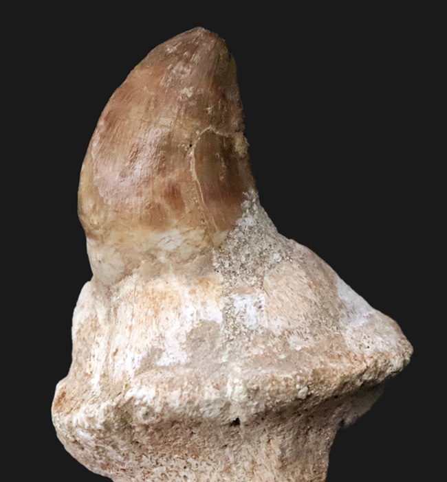 歯冠の先端から歯根まで保存された希少な個体！モササウルス（Mosasaurus）の歯化石（その2）