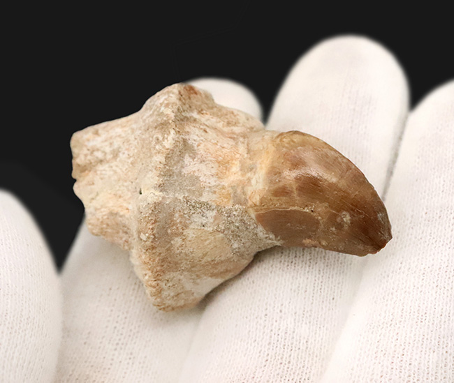 歯冠の先端から歯根まで保存された希少な個体！モササウルス（Mosasaurus）の歯化石（その3）