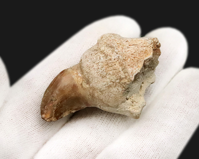 歯冠の先端から歯根まで保存された希少な個体！モササウルス（Mosasaurus）の歯化石（その4）