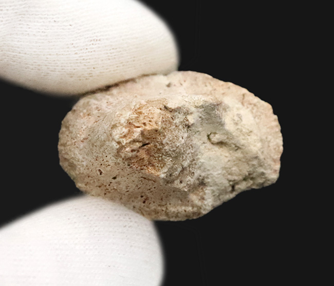 歯冠の先端から歯根まで保存された希少な個体！モササウルス（Mosasaurus）の歯化石（その5）