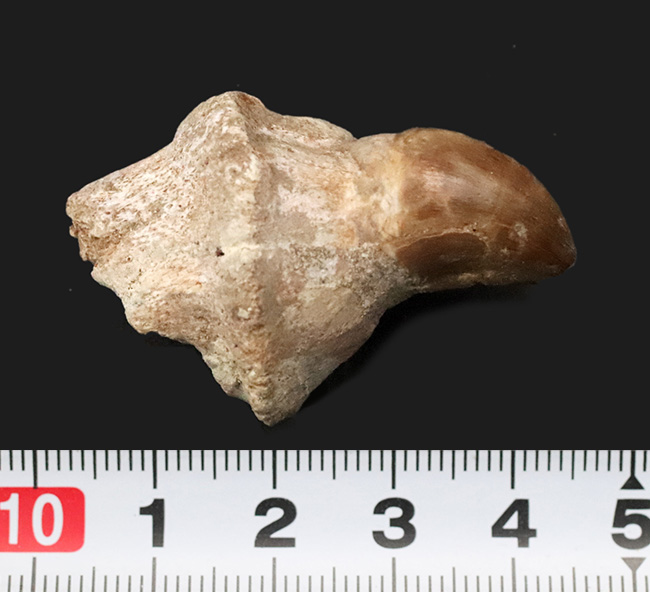 歯冠の先端から歯根まで保存された希少な個体！モササウルス（Mosasaurus）の歯化石（その6）