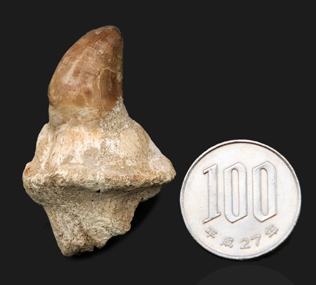 歯冠の先端から歯根まで保存された希少な個体！モササウルス（Mosasaurus）の歯化石（その7）