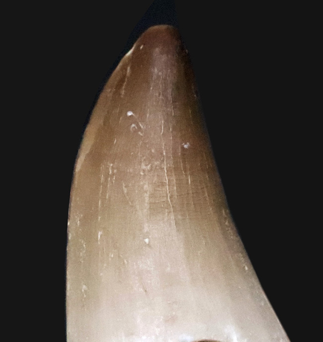 美麗なエナメル質、美しいフォルム、ナチュラル、三拍子揃った上質のモササウルス (Mosasaurus) の歯化石（その2）