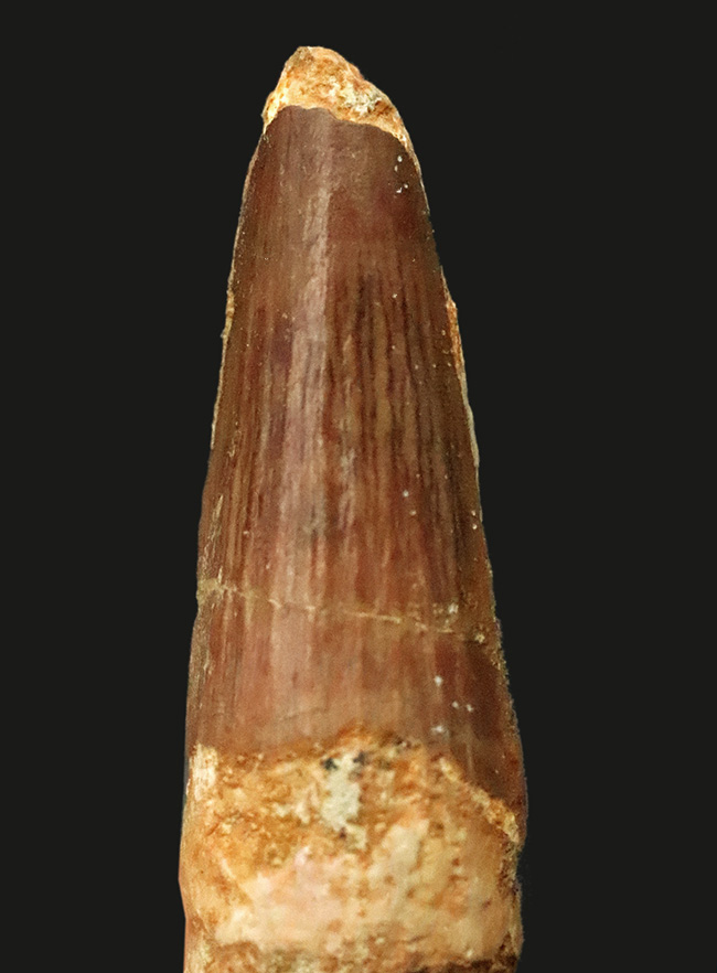 白亜紀の北アフリカを支配した巨大捕食者……スピノサウルス（Spinosaurus）の歯化石（その1）