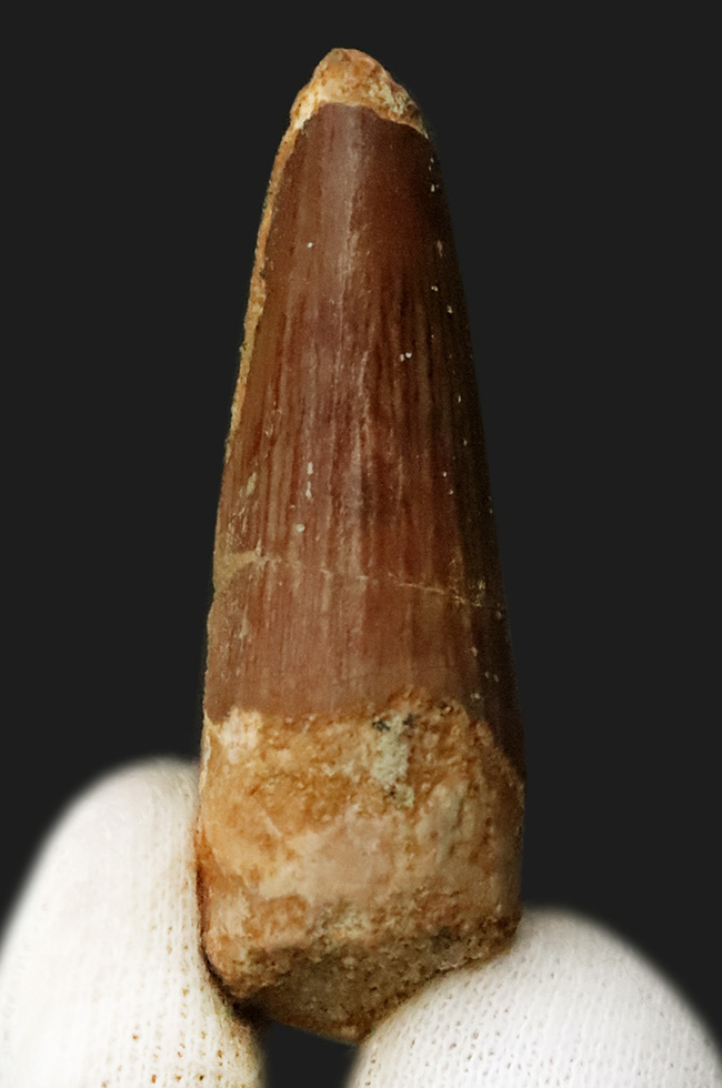 白亜紀の北アフリカを支配した巨大捕食者……スピノサウルス（Spinosaurus）の歯化石（その2）