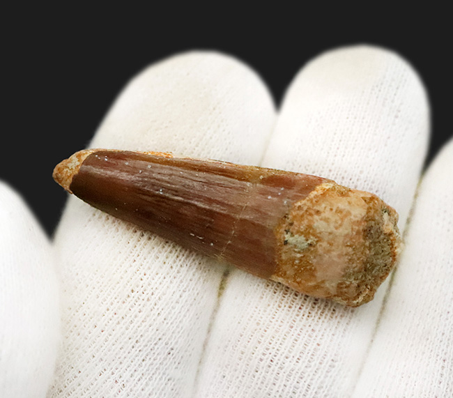 白亜紀の北アフリカを支配した巨大捕食者……スピノサウルス（Spinosaurus）の歯化石（その3）