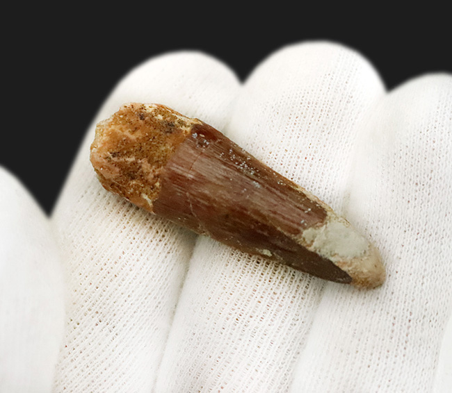 白亜紀の北アフリカを支配した巨大捕食者……スピノサウルス（Spinosaurus）の歯化石（その4）