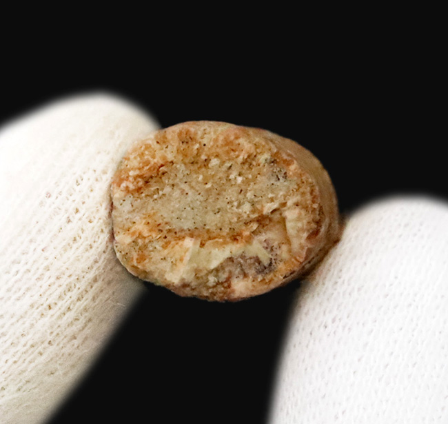 白亜紀の北アフリカを支配した巨大捕食者……スピノサウルス（Spinosaurus）の歯化石（その5）