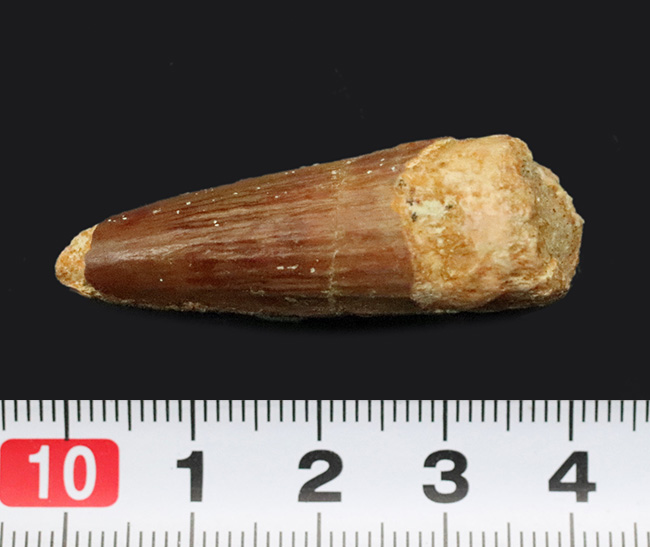 白亜紀の北アフリカを支配した巨大捕食者……スピノサウルス（Spinosaurus）の歯化石（その6）