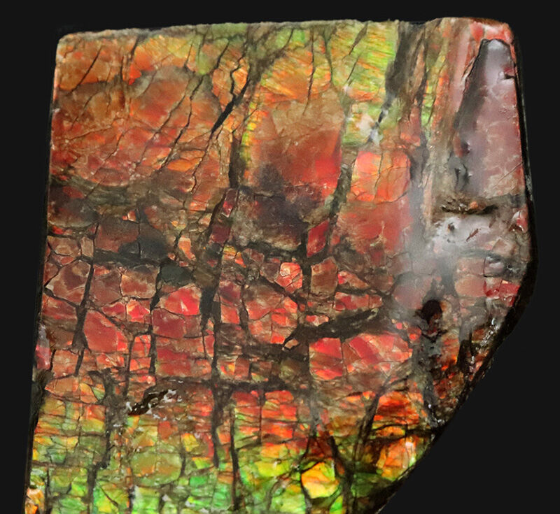 赤から緑へ煌めく遊色効果！カナダ産アンモライト（Ammolite）・高品質ピース（その3）