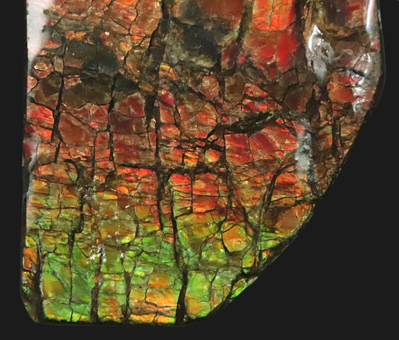 赤から緑へ煌めく遊色効果！カナダ産アンモライト（Ammolite）・高品質ピース（その4）