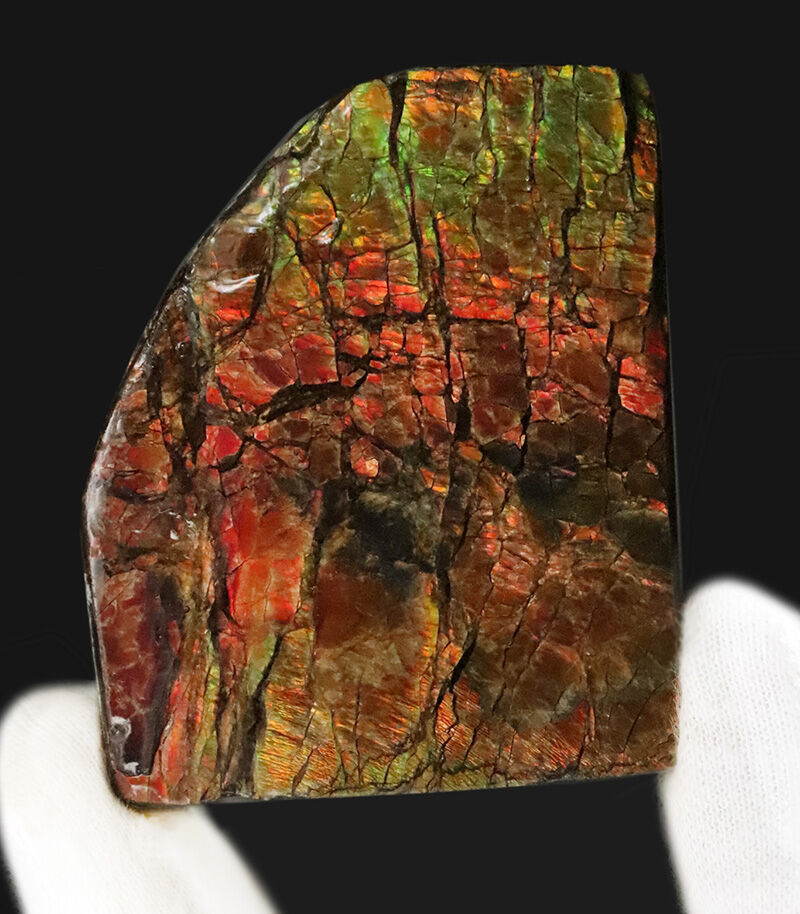 赤から緑へ煌めく遊色効果！カナダ産アンモライト（Ammolite）・高品質ピース（その5）