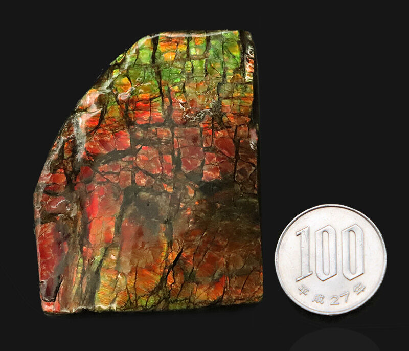 赤から緑へ煌めく遊色効果！カナダ産アンモライト（Ammolite）・高品質ピース（その9）