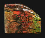 赤から緑へ煌めく遊色効果！カナダ産アンモライト（Ammolite）・高品質ピース