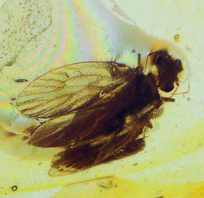 琥珀とともに、白亜紀の森にタイムスリップしてみませんか？翅脈までしっかり保存された虫入りバーマイト（Burmite）（その1）