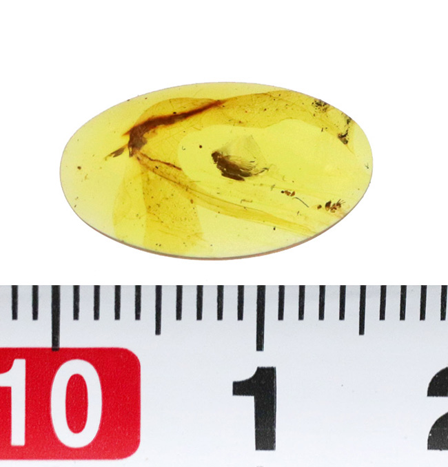 琥珀とともに、白亜紀の森にタイムスリップしてみませんか？翅脈までしっかり保存された虫入りバーマイト（Burmite）（その10）