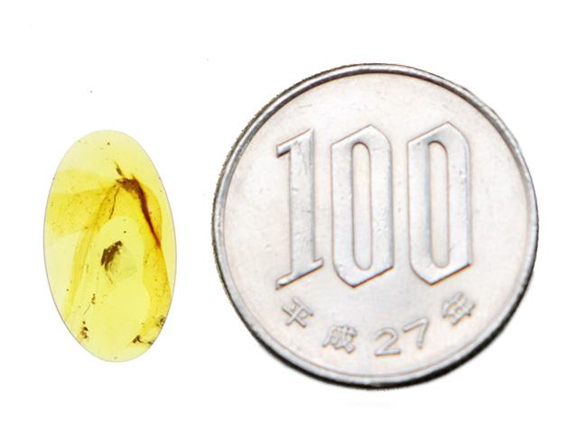 琥珀とともに、白亜紀の森にタイムスリップしてみませんか？翅脈までしっかり保存された虫入りバーマイト（Burmite）（その11）