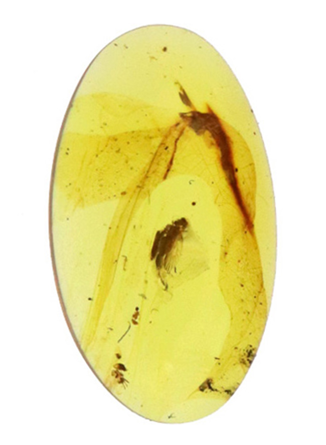 琥珀とともに、白亜紀の森にタイムスリップしてみませんか？翅脈までしっかり保存された虫入りバーマイト（Burmite）（その2）