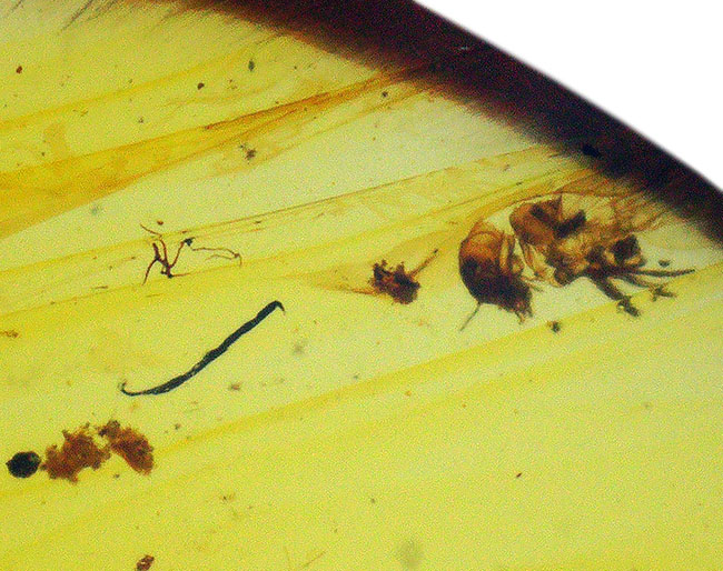 琥珀とともに、白亜紀の森にタイムスリップしてみませんか？翅脈までしっかり保存された虫入りバーマイト（Burmite）（その3）
