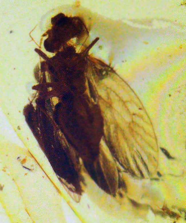 琥珀とともに、白亜紀の森にタイムスリップしてみませんか？翅脈までしっかり保存された虫入りバーマイト（Burmite）（その4）