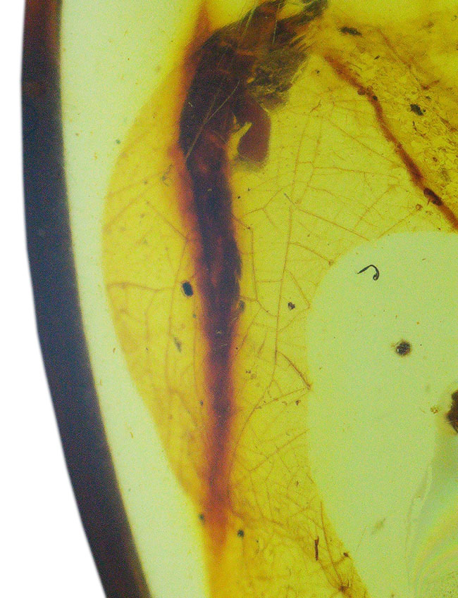 琥珀とともに、白亜紀の森にタイムスリップしてみませんか？翅脈までしっかり保存された虫入りバーマイト（Burmite）（その5）