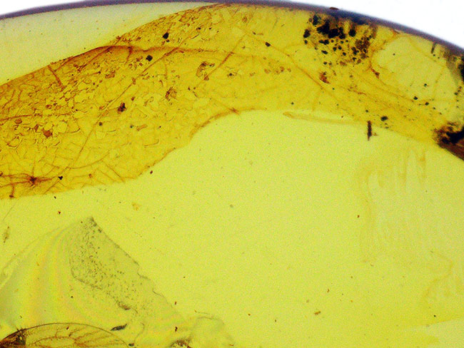 琥珀とともに、白亜紀の森にタイムスリップしてみませんか？翅脈までしっかり保存された虫入りバーマイト（Burmite）（その6）