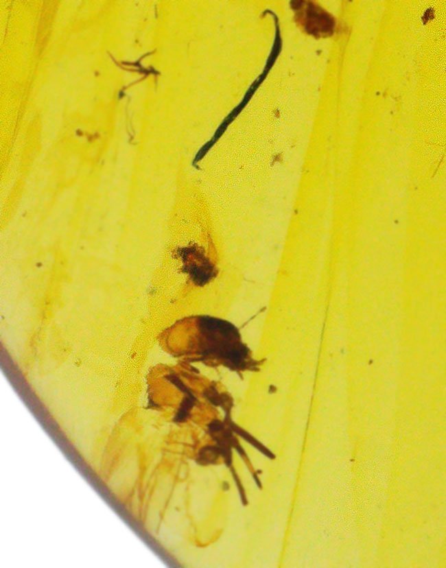 琥珀とともに、白亜紀の森にタイムスリップしてみませんか？翅脈までしっかり保存された虫入りバーマイト（Burmite）（その7）