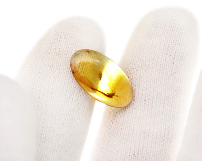 琥珀とともに、白亜紀の森にタイムスリップしてみませんか？翅脈までしっかり保存された虫入りバーマイト（Burmite）（その8）