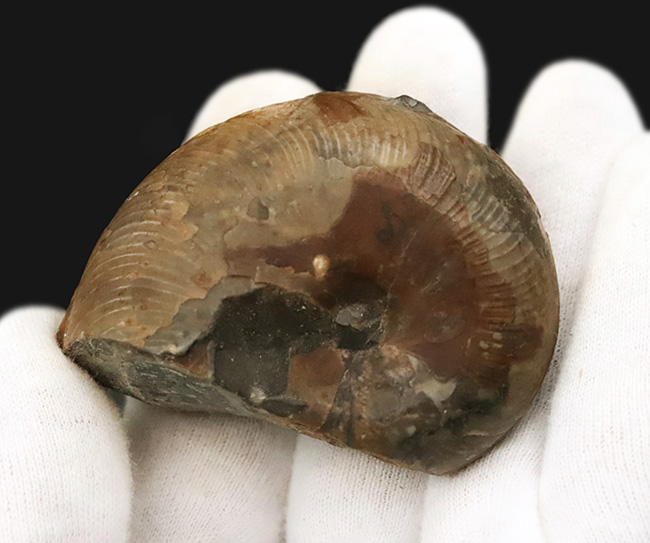 北海道の白亜紀アルビアン期の地層から発見された、日本固有の