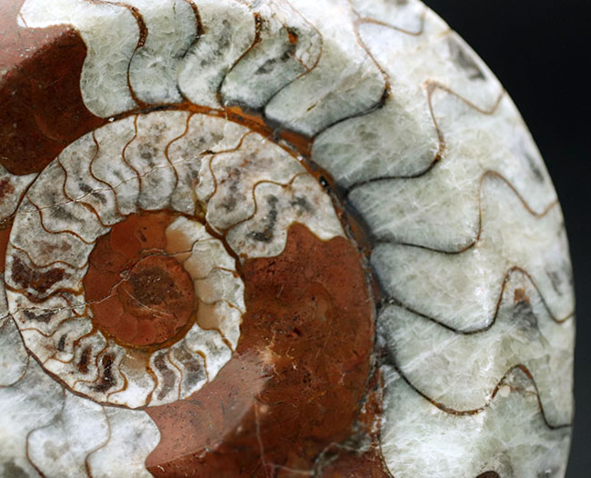 直径最大部１０センチオーバー！明るいブラウンが印象的な、ゴニアタイト（Goniatite）の化石（その2）