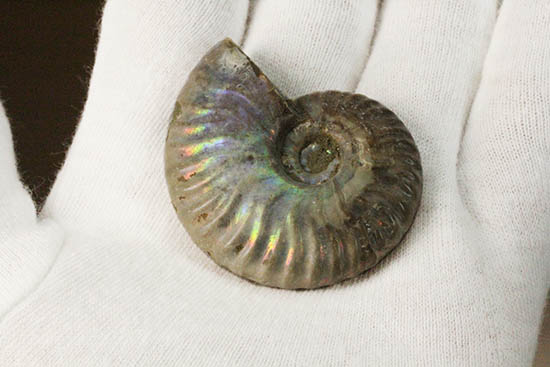 br>【マダガスカル産最高品質】アンモナイト 化石 虹 Ammonite br>【マダガスカル産最高品質】アンモナイト 化石 虹 Ammonite