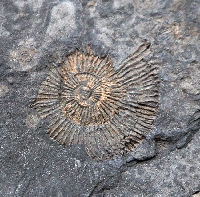 人気の黒ジュラ!ドイツ・ホルツマーデン産アンモナイト、ダクチリオセラス(Dactylioceras)(その2)
