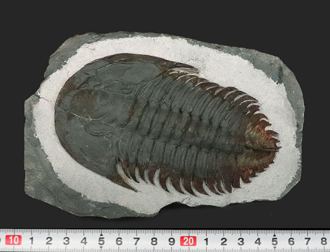 三葉虫 化石 3 三葉虫 化石 3 三葉虫 化石 大 （アソート） No.13 | 高級神棚・神具