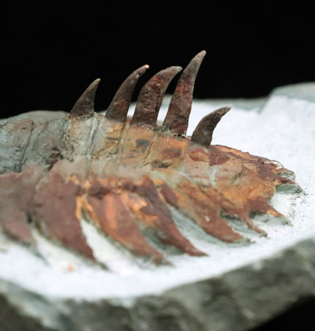 ベリーレア、最高品質、三葉虫コレクター垂涎の逸品！ロンギアンダ